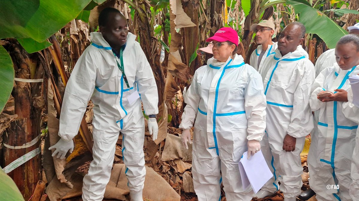 FAOMesoamerica's tweet photo. Unidos contra el #FusariumTR4🍌 

En Kenia 🇰🇪 se realizó un ejercicio de respuesta rápida, activando el plan de contingencia, protocolos de bioseguridad para muestreo oficial y destrucción de plantas positivas.

#MejorProducción #MejorMedioAmbiente🍃 https://t.co/wScGTiQb6c
