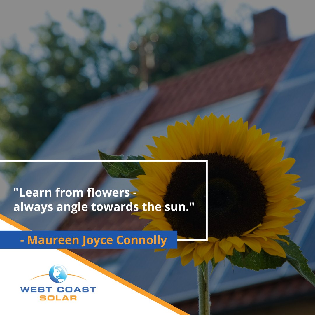 WCSolar's tweet photo. Let's follow nature's lead and embrace solar energy for a brighter, more sustainable future.  🌻🌻🌻 https://t.co/RUn46ozlVi