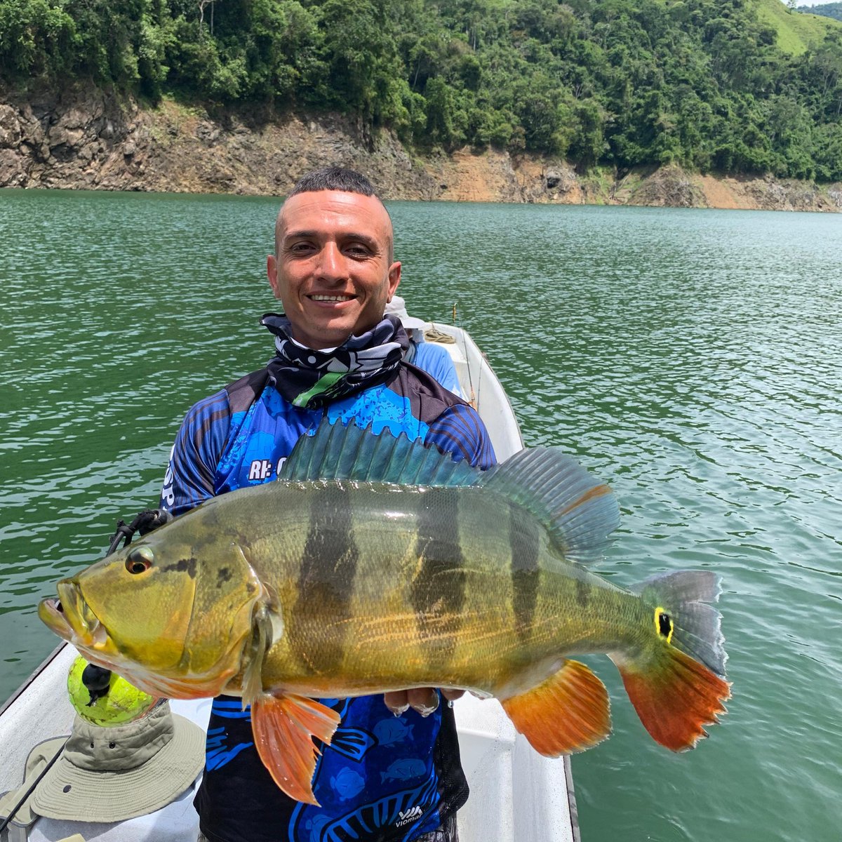espaciodepesca's tweet photo. Pesca de tucunare del compañero Pitolino 

#espaciodepesca #pesca #fishing #pescaencolombia #fishingcolombia #norcasia #caldas #amani #tucunare #peacockbass #cichla https://t.co/SDCGDmHMHU