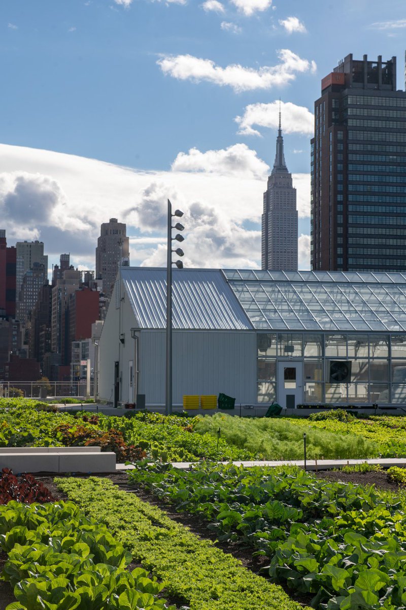 6.75 acre green roof at the Jacob Javitz center. I spotted bird-friendly glass, veggies, and a pollinator garden! #RoofGoals #GreenBulldogs #WeAreChappaqua #NYSunworks