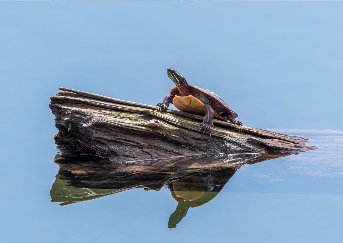 species360's tweet photo. It's #WorldTurtleDay ๐ข
DYK researchers from the Species360 Conservation Science Alliance used data from #ZIMS to research ageing in turtles & tortoises? https://t.co/1QxVfb4xUV