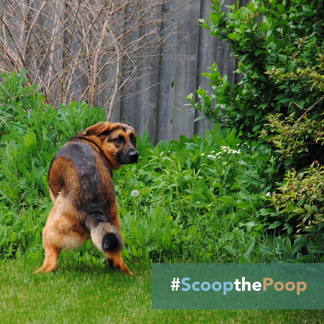 My dog's poop: the only thing I pick up more than hints. 🐾 #ScoopGameStrong For more info: delawareestuary.org/manage-dog-was…