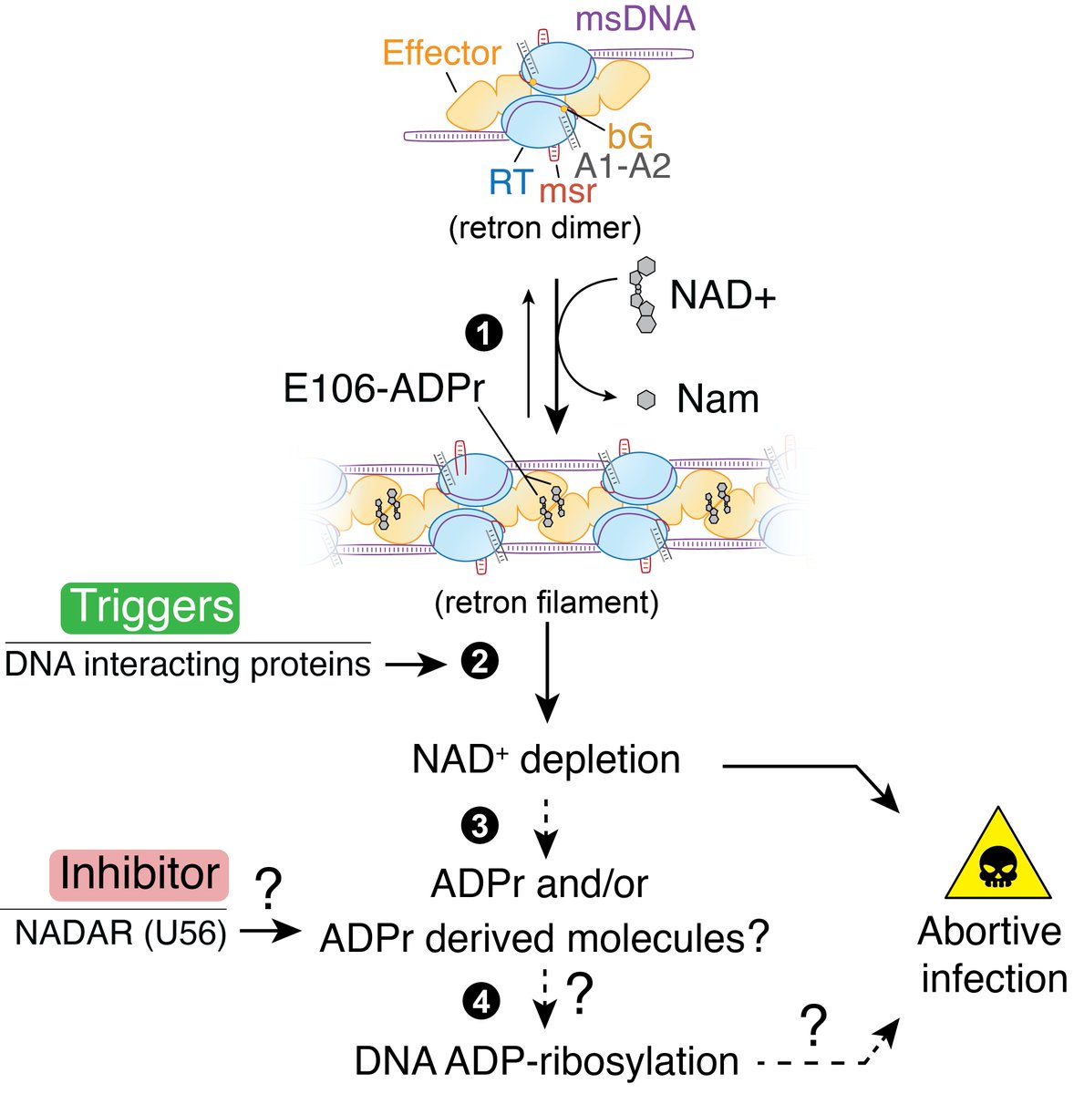 Proposed model: Eco1 filaments trap the effector, while phage triggers activate the system by filament’s destabilization 🫨, causing NAD+ depletion and DNA ADP-ribosylation.

In turn, some phages deploy anti-Eco1 NADAR proteins, confirming the ADPr-centric mechanism (13/20)