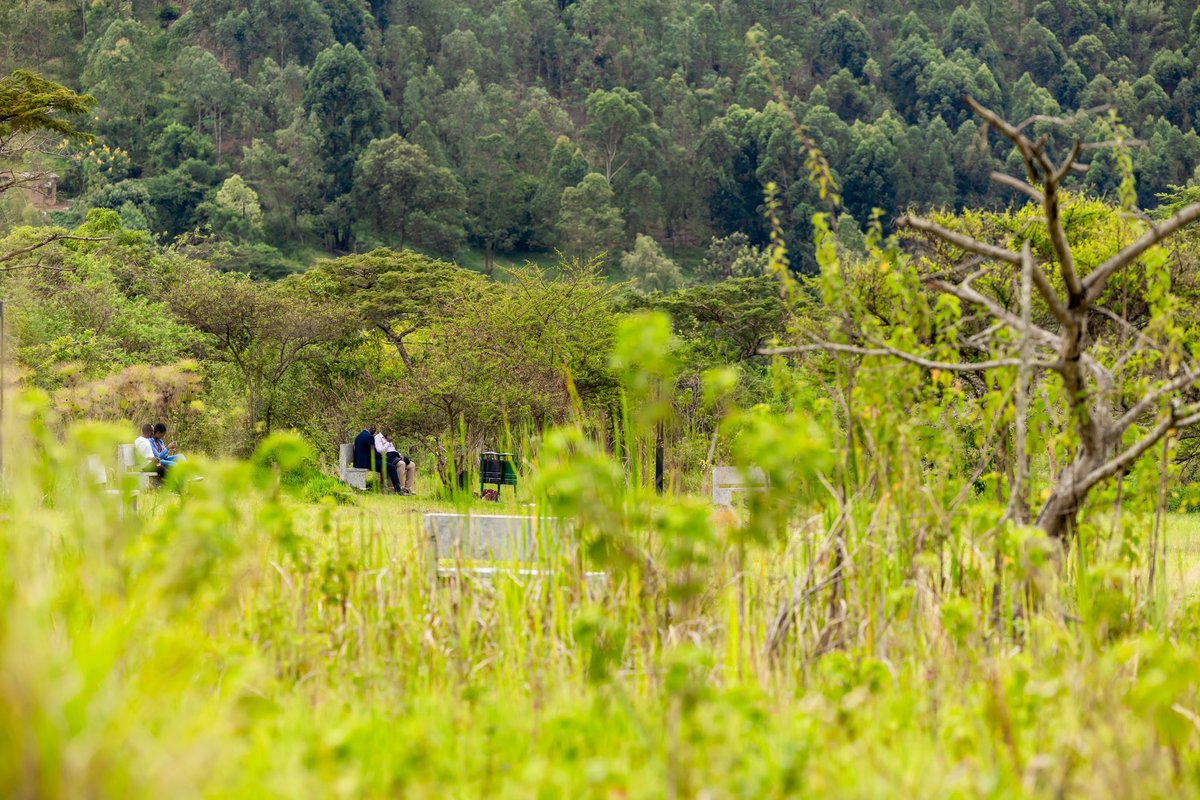 nyandungupark's tweet photo. Summer is here! 🌞 
Leave your office behind and recharge at Nyandungu Eco-Park!

Catch up with friends and enjoy a peaceful evening surrounded by nature.
It’s the perfect spot to relax and unwind after a long day.

#NyandunguExperience #VisitNyandunguPark #VisitRwanda https://t.co/taNOK46zbd