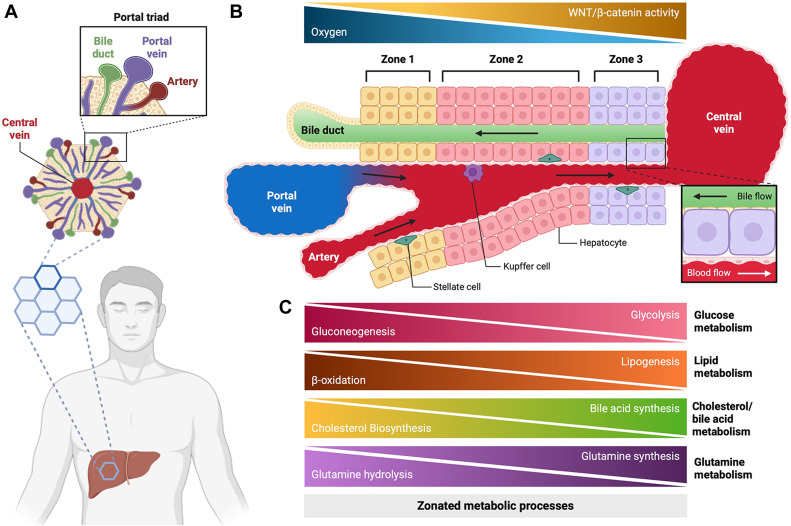 New study led by @VCUMassey's Devanand Sarkar determined that a specific mutation exhibits zone-specific differential gene expression, which might contribute to the onset of HCC. Via @jbiolchem #livertwitter bit.ly/4bOuGMV