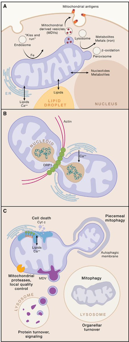 The mitochondria's role in health and disease. Best review I've seen. New @CellCellPress open-access cell.com/cell/fulltext/… @AWartiovaara @jodi_nunnari