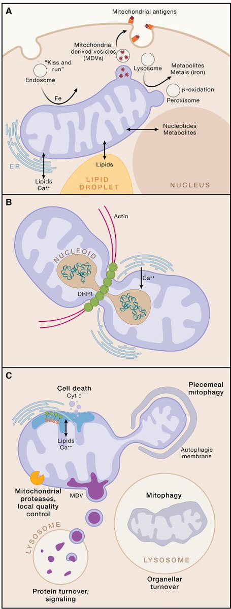 Eric Topol (@erictopol) on Twitter photo The mitochondria's role in health and disease. 
Best review I've seen. 
New <a href="/CellCellPress/">Cell</a> open-access
cell.com/cell/fulltext/… <a href="/AWartiovaara/">Anu Suomalainen Wartiovaara</a> <a href="/jodi_nunnari/">Jodi Nunnari</a> The mitochondria's role in health and disease. 
Best review I've seen. 
New <a href="/CellCellPress/">Cell</a> open-access
cell.com/cell/fulltext/… <a href="/AWartiovaara/">Anu Suomalainen Wartiovaara</a> <a href="/jodi_nunnari/">Jodi Nunnari</a>
