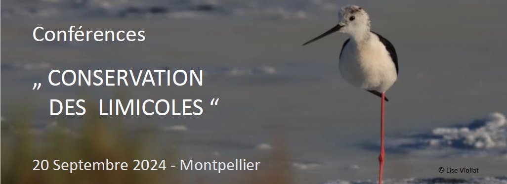 🇫🇷 Ornitho passionné.e de limicoles ? Gestionnaire ? Scientifique ? Bagueur.se ? 
👉Ce rdv est pour vous ! 🥳
Side-event de la conférence du <a href="/WaderStudy/">Wader Study</a> 
#limicole 
Plus de détails dans le flyer disponible à ce lien:
waderstudygroup.org/conferences/20… 
-photo par <a href="/LiseViollat/">Lise Viollat</a> -