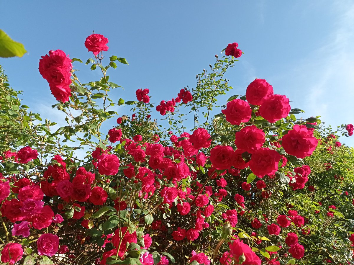 @ilenagm Rosas rojas #mayoflorido #1florcadadía @viento_rama @verdejomar @senyuanzhou7 @PlanetadeFlores @Amor_Plantonico @Amparicio63 @BichosBip @airesdeflora @ChroniqueJardin @floradevigo @JBHConcepcion @JovenesBotanica @botanicoalcala @jannibele @rockandroses_ @canondale01 @piliriuss