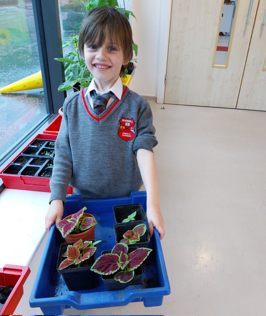 MsBrownGP47's tweet photo. One of our GP1 gardeners @MrsSharpGP1_3 @WhinhillPS  sowed coleus seeds some weeks ago.  Look at them now - they're not the fastest growing but they're looking great. We love our greenhouse/corridor and so do the plants @KSBScotland @RHSSchools #RHSGrowWithit https://t.co/TXys3yw5wF