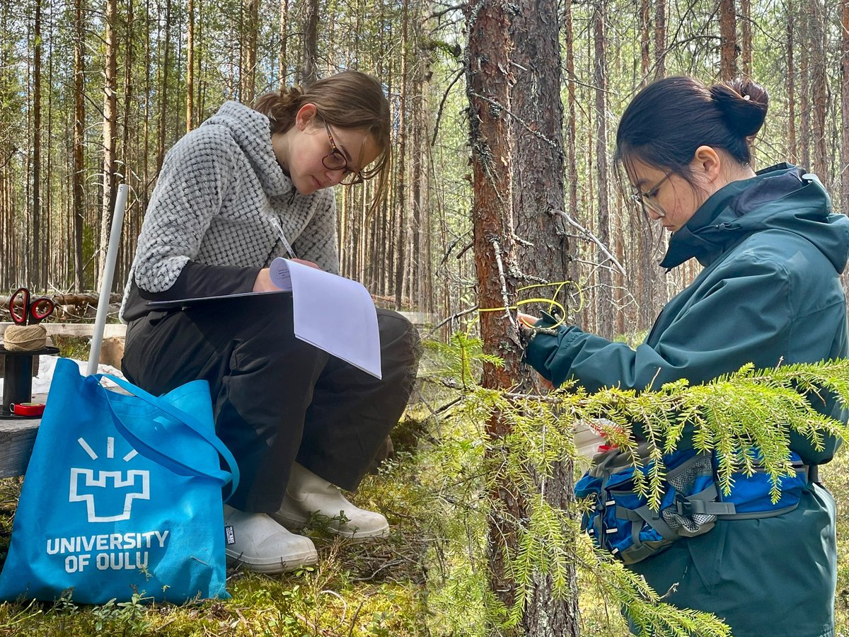 ZSN_Chen's tweet photo. How to build a complex #forest #ecohydrology research setup at @OulankaStation?🤔

Easy step1️⃣
• find a new notebook📗and a pen that you think you will never lose🖊
• forest inventory📐
• root mapping🩺 
• enjoy the snow-free forests🌲and ice-free rivers🌊

#BFF_Water #BoTWU https://t.co/4dSPsb5Se3