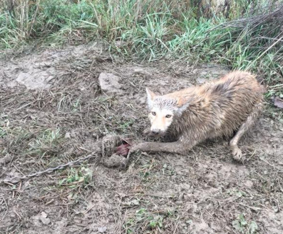 This picture pretty much proves that trapping is a form of animal cruelty and torture. Trapping should have been banned last century. What are we waiting for? #NHCART #BanTrapping #ProtectWildlife #CompassionOverKilling #Coexist #NHPolitics