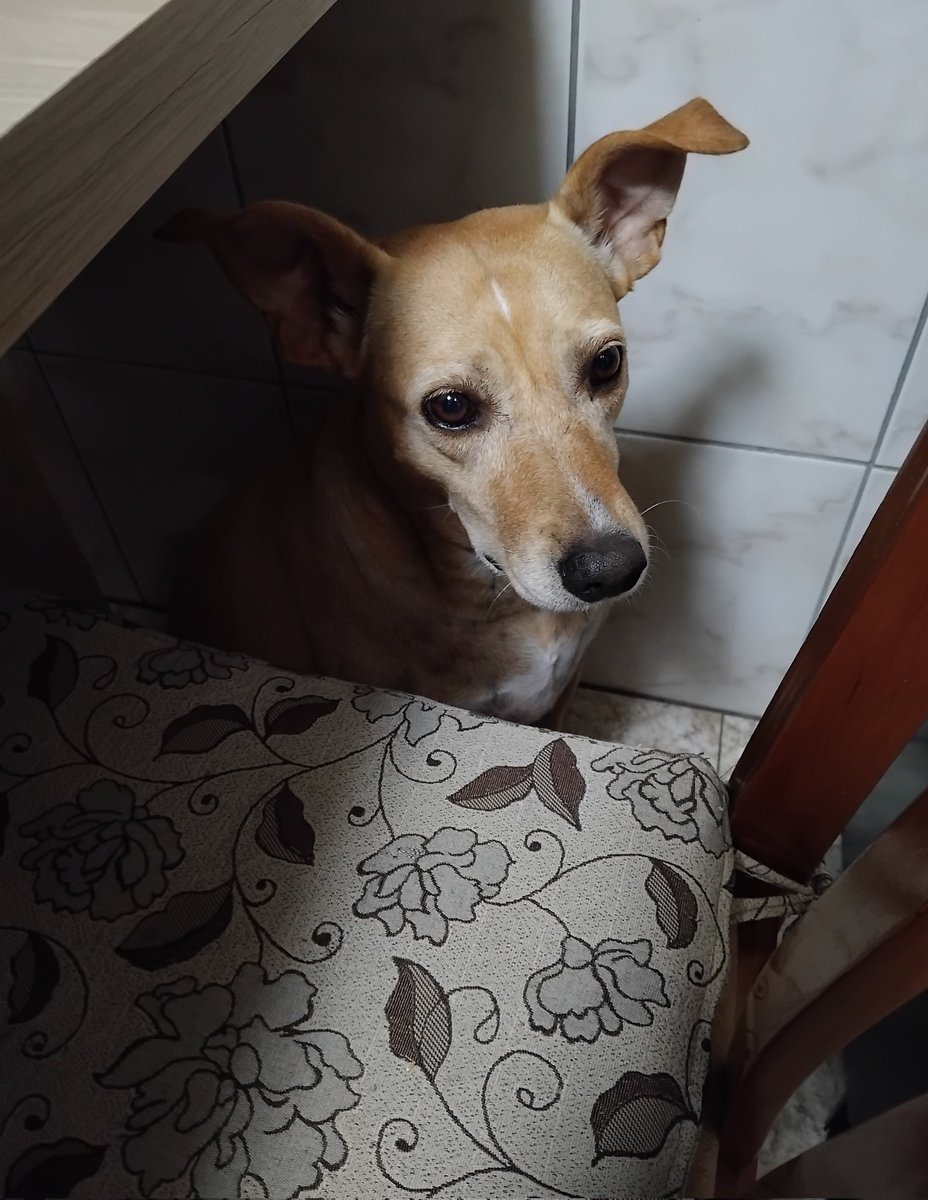 Muito medo dos trovões!!!
🙈🙈🙈❤️🐾🐕