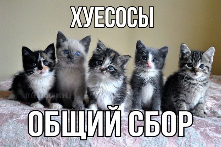 miohosias's tweet photo. #поиск_мью #мью #ищумью
не так давно вернулся в тви, атуи уже так тихо, так что ищу себе новую стаю https://t.co/TIPYMJtSaU