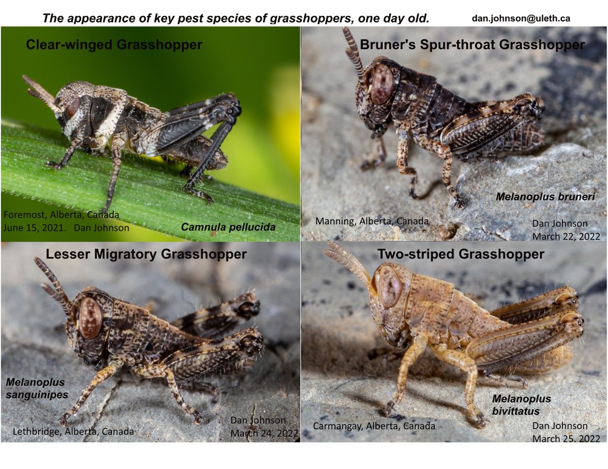 The vast majority of grasshoppers active in Alberta and Saskatchewan in the first 3 weeks of May are the harmless species. The crop species begin this weekend, and look like this. These are 1-day-old hoppers as they appear on the Prairies. The fill-size image is available free.