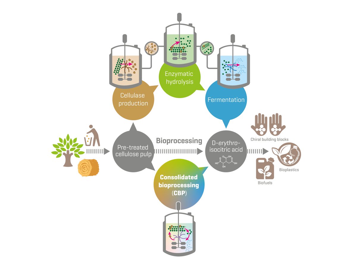 LeibnizHKI's tweet photo. 📯 New #ResearchAlert! 🔬@ACSPublications study shows novel efficient process to convert #cellulose into promising isocitric acid using a special #fungus.🌱♻️🏭 Market openness still needed!🤔

🔎📃: https://t.co/xMnMXLKOL3

@Regestein_Lab @dfg_public 
#GreenTech #BioPilotPlant https://t.co/hev3R7Wski