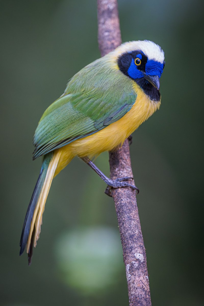 Ryan Shean tweet media