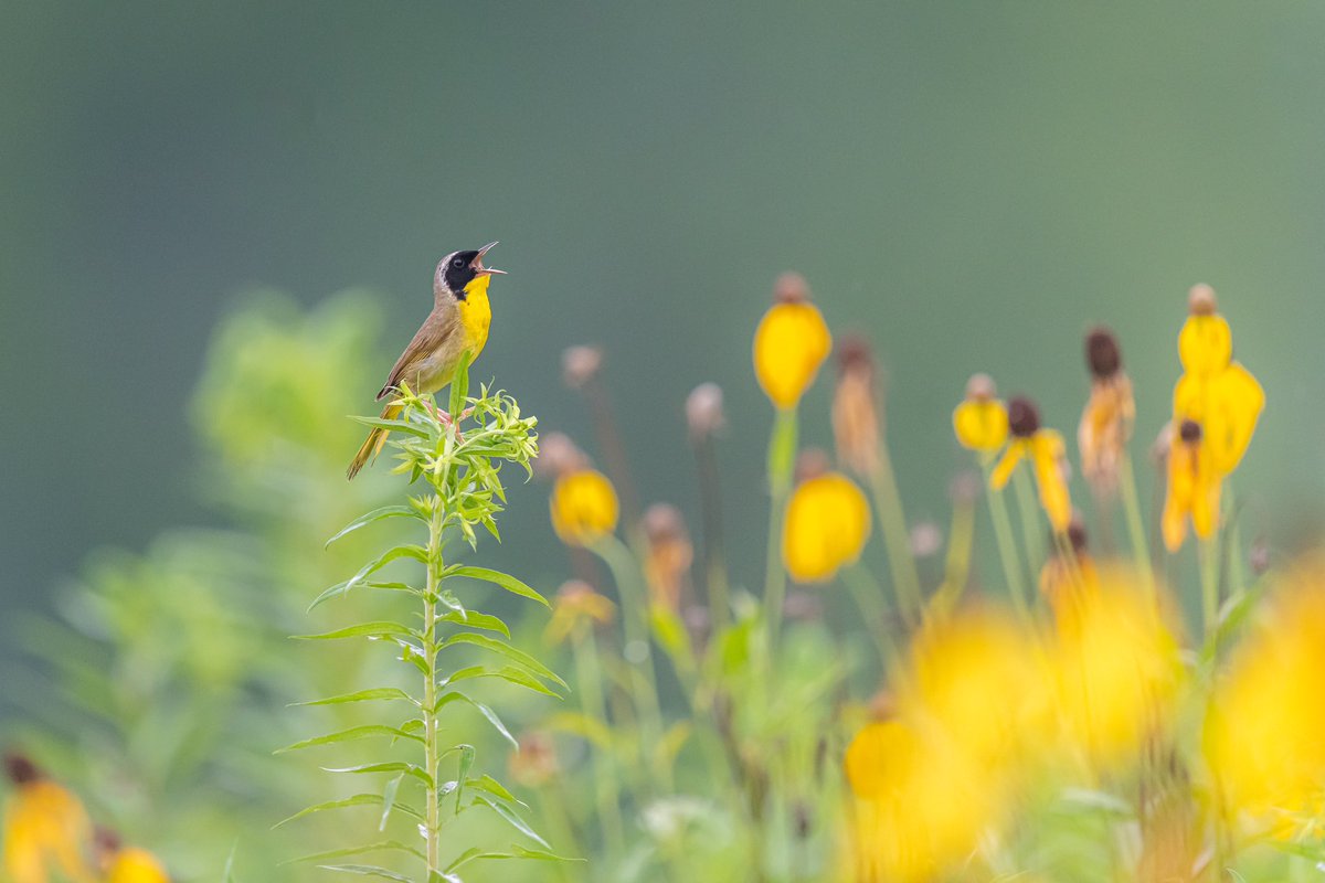 Ryan Shean tweet media