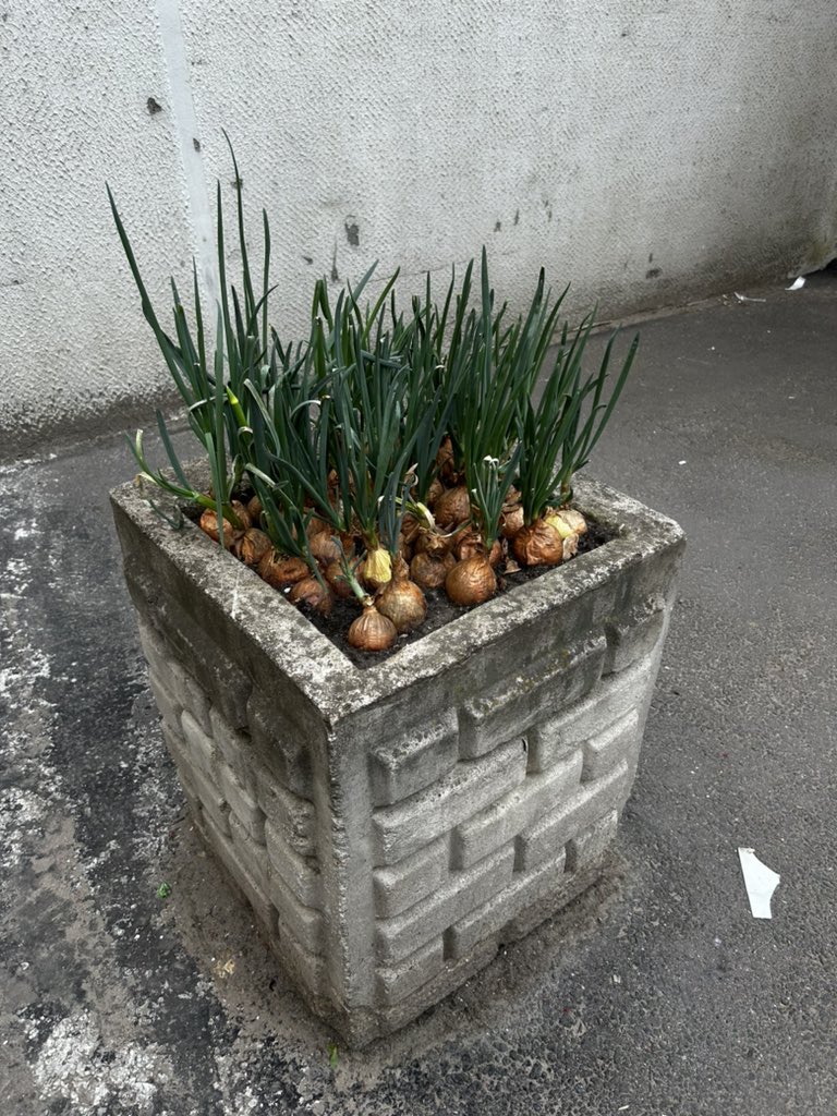 Других цветов у меня для вас нет)