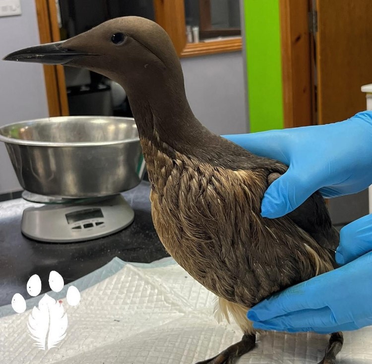 NMIreland's tweet photo. Meet wildlife heroes from @WildlifeKildare in a drop-in event at the Dead Zoo on Sat 25th May #BiodiversityWeek2024 and learn about the marine birds affected by the recent East Coast Oil Spill and how they are helping to rescue and release them https://t.co/SgUZMxsUcX https://t.co/NGso6M0BoN