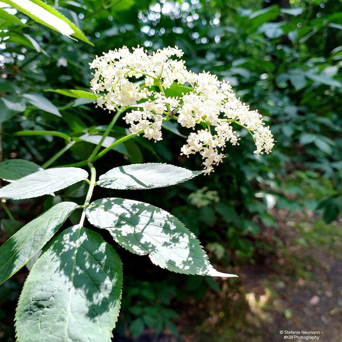 #KBFWalk 

At the park redolent of roses & elder, my robin friend accompanied me. I saw a dragonfly by the pond. Shortly after that, the heron showed up & landed very close by. Startled a red squirrel when I walked by the bird feeding station. 

#UrbanNature #KBFWotY #Summer #May