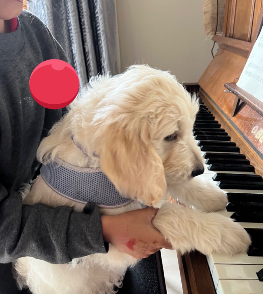 Robbie is chewing everything, keeping us up at night and sleeping on the bed when he’s not supposed to. He is also learning the piano.