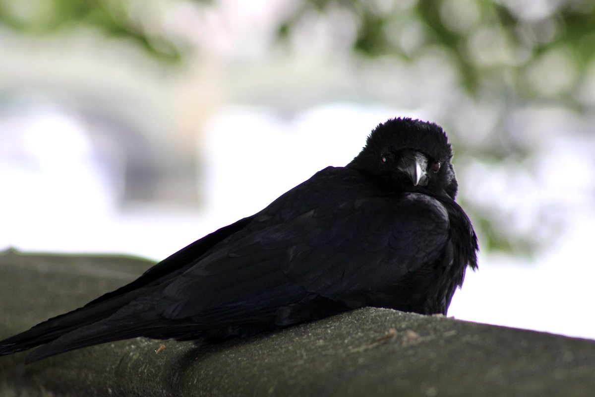 Crow resting comfortably on Victoria Tower Gardens' embankment wall.