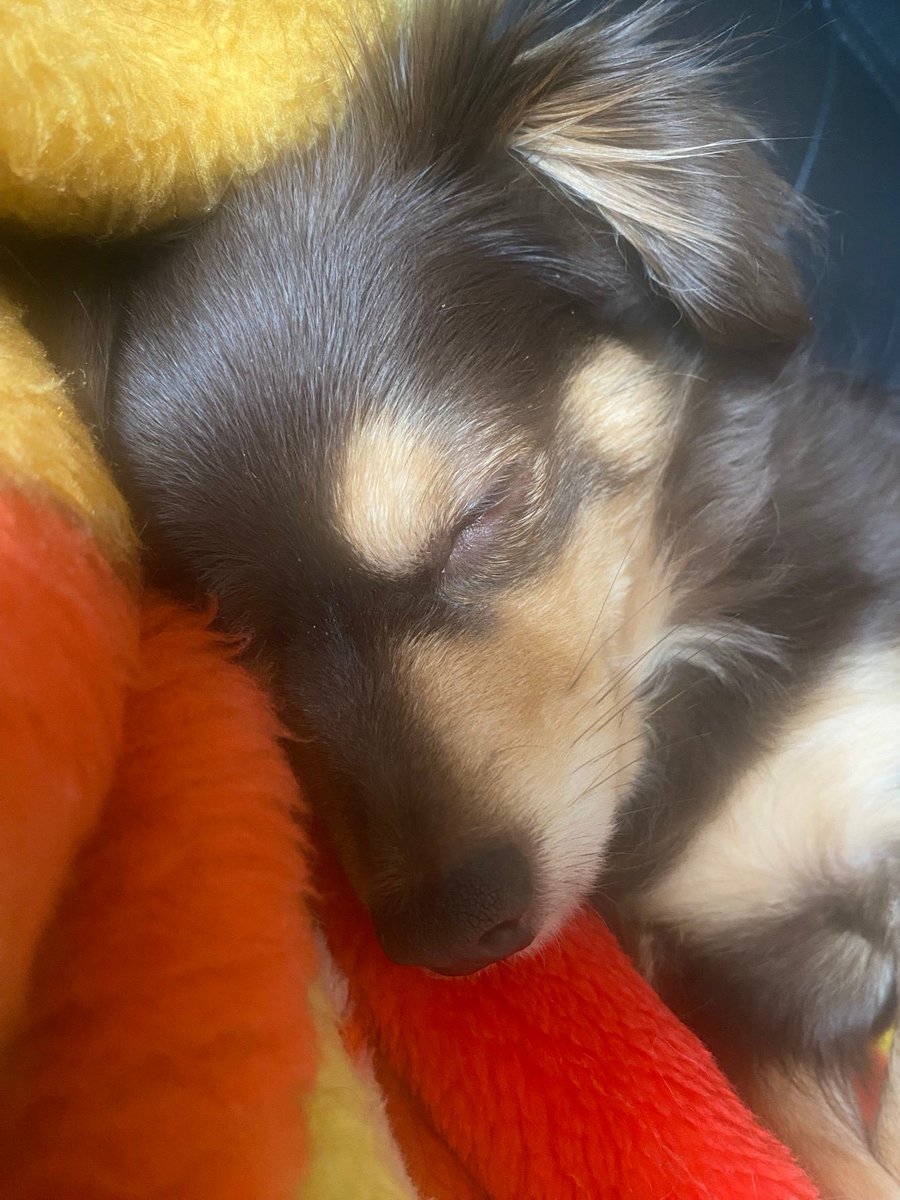 nn48945772's tweet photo. @_alan_official うちの犬はマロです🐶 https://t.co/EoeI76ev0L