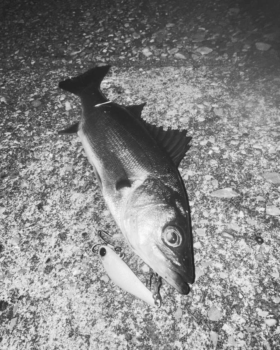 hi_18_84's tweet photo. 中々サイズでないな。。
何とか一匹。

#APIA
#bitv12
#ハクパターン
#多摩川シーバス
#鶴見川シーバス
#湾奥シーバス
#シーバス釣り https://t.co/2nnoqNFcqs