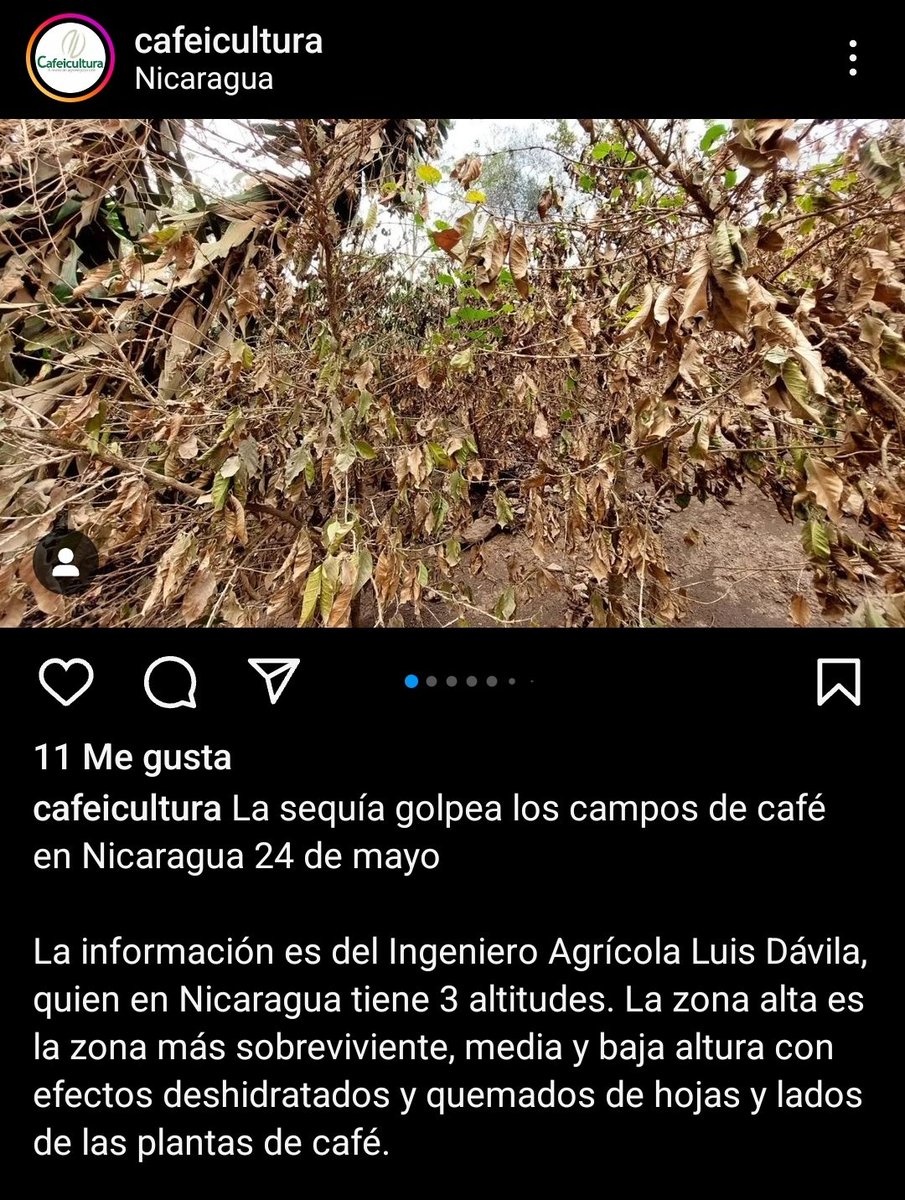 JULCAOR's tweet photo. Reportes desde Nicaragua confirman el daño a nivel mundial que presentan los cafetales de #arabiga y de #robusta/ #conilon . Esto afectará la cosecha 2024-25 y 2025-26! @SpillingTheBean #KC https://t.co/NuzaTbChA1