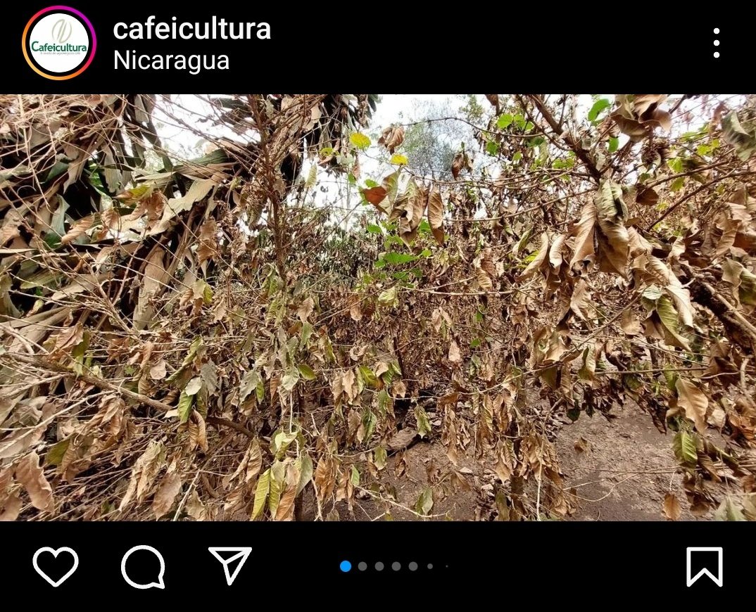 JULCAOR's tweet photo. Reportes desde Nicaragua confirman el daño a nivel mundial que presentan los cafetales de #arabiga y de #robusta/ #conilon . Esto afectará la cosecha 2024-25 y 2025-26! @SpillingTheBean #KC https://t.co/NuzaTbChA1