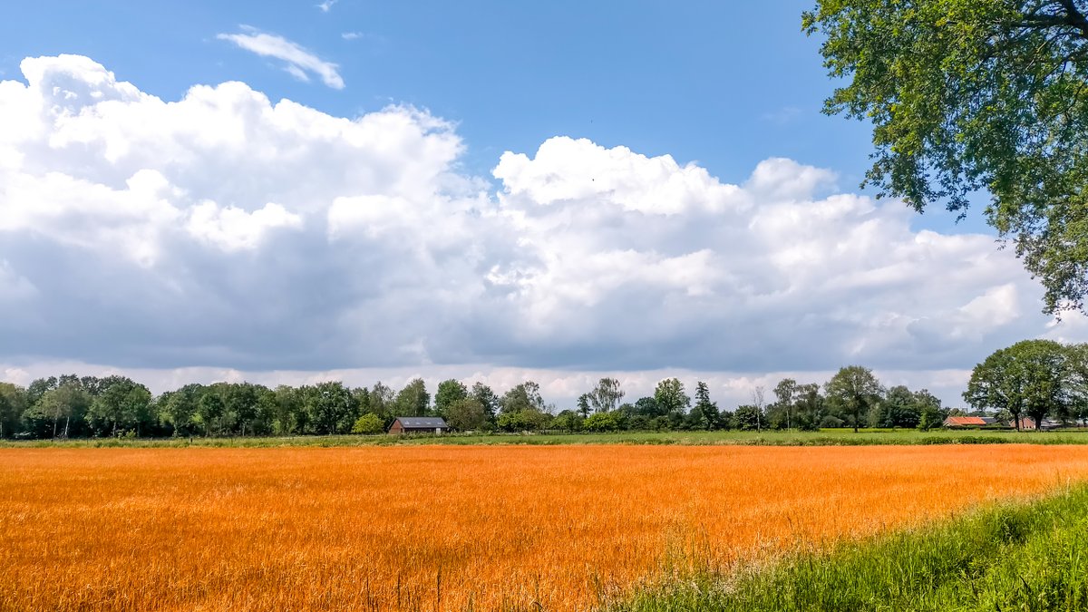 joshebben's tweet photo. Een kleine bui hierna weer opklaringen #Stramproy @weeronline @Weerplaza @_weernl @BuienRadarNL @MeteoVoorne @MeteoLimburg https://t.co/o26E7gawpJ