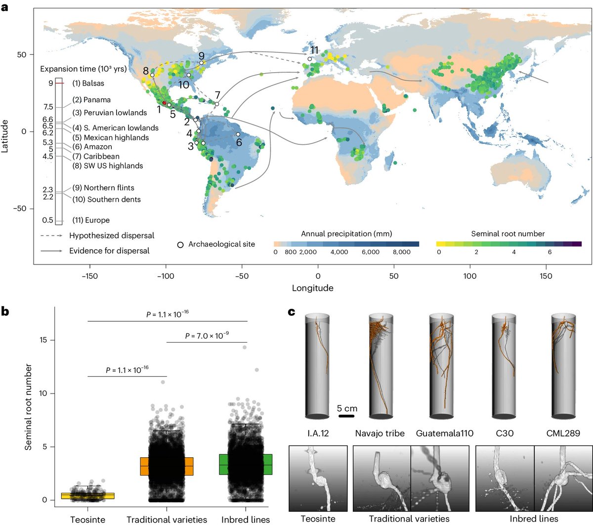 Abiotic stress in plants (Green Survivors) (@abioticstress) on Twitter photo Article by <a href="/Cfg_Peng/">Peng Yu</a> et al. <a href="/HochholdingerF/">Frank Hochholdinger</a> <a href="/MutezAhmed/">Mutez Ali Ahmed</a> <a href="/irnasa_csic/">IRNASA-CSIC</a> <a href="/dfg_public/">DFG public | @dfg_public@wisskomm.social</a> <a href="/UniBonn/">Rheinische Friedrich-Wilhelms-Universität Bonn</a> <a href="/NatureGenet/">Nature Genetics</a>
#Seedling #root system adaptation to #water availability during #maize #domestication and global expansion
nature.com/articles/s4158…
#PlantSci <a href="/NaturePlants/">Nature Plants</a> <a href="/hardtke_lab/">Hardtke Lab 🇨🇭</a> Article by <a href="/Cfg_Peng/">Peng Yu</a> et al. <a href="/HochholdingerF/">Frank Hochholdinger</a> <a href="/MutezAhmed/">Mutez Ali Ahmed</a> <a href="/irnasa_csic/">IRNASA-CSIC</a> <a href="/dfg_public/">DFG public | @dfg_public@wisskomm.social</a> <a href="/UniBonn/">Rheinische Friedrich-Wilhelms-Universität Bonn</a> <a href="/NatureGenet/">Nature Genetics</a>
#Seedling #root system adaptation to #water availability during #maize #domestication and global expansion
nature.com/articles/s4158…
#PlantSci <a href="/NaturePlants/">Nature Plants</a> <a href="/hardtke_lab/">Hardtke Lab 🇨🇭</a>