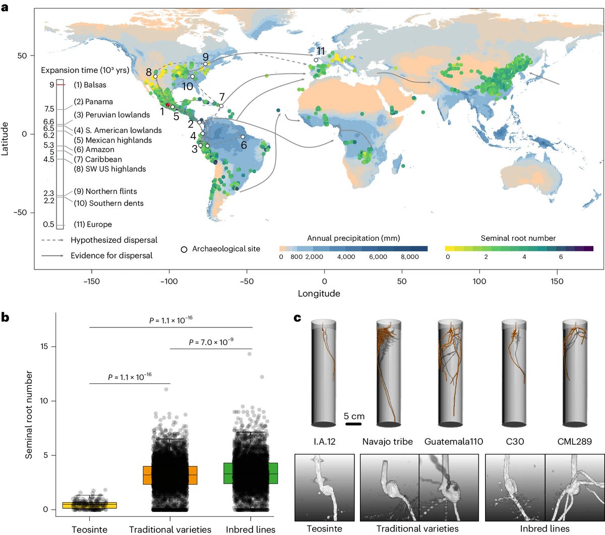 Article by @Cfg_Peng et al. @HochholdingerF @MutezAhmed @irnasa_csic @dfg_public @UniBonn @NatureGenet #Seedling #root system adaptation to #water availability during #maize #domestication and global expansion nature.com/articles/s4158… #PlantSci @NaturePlants @hardtke_lab