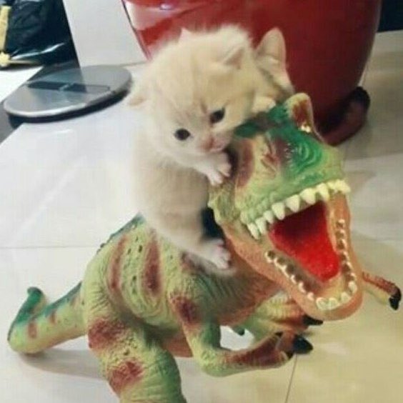 hallo kalo ini lewat, kalian boleh bub aja akun ini yaa, soalnya gue udh bakal jarang aktif karena kesibukan di rl, kalo mau mutualan sama priv rep aja karena bakal lebih aktif disana