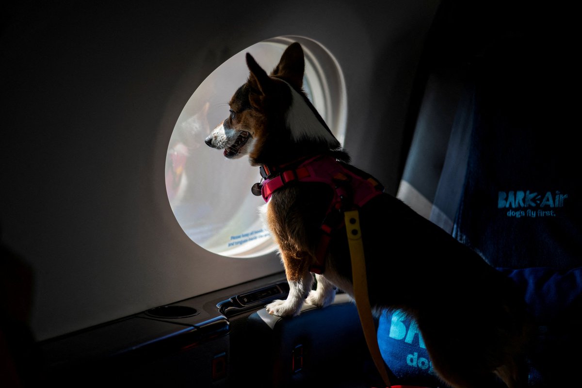 ktnewsonline's tweet photo. (ภาพเพิ่มเติม)

ภาพ: Reuters

#กรุงเทพธุรกิจ #BARKAir #DogsFlyFirst https://t.co/MKnaX3DcBd