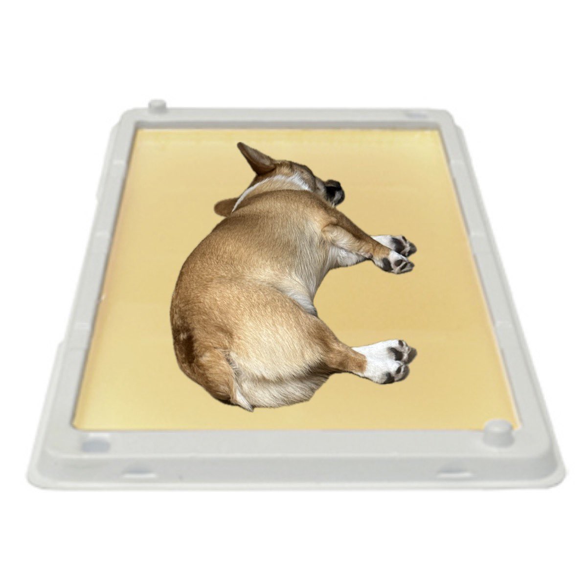 Wendigoon8's tweet image. I’m mad at my dog rn so here’s a picture of him on a glue trap