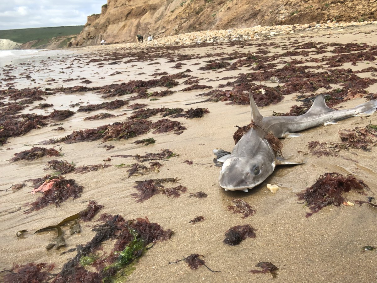 ❤️ 🎵 FunkyK 🎵 ❤️ tweet media