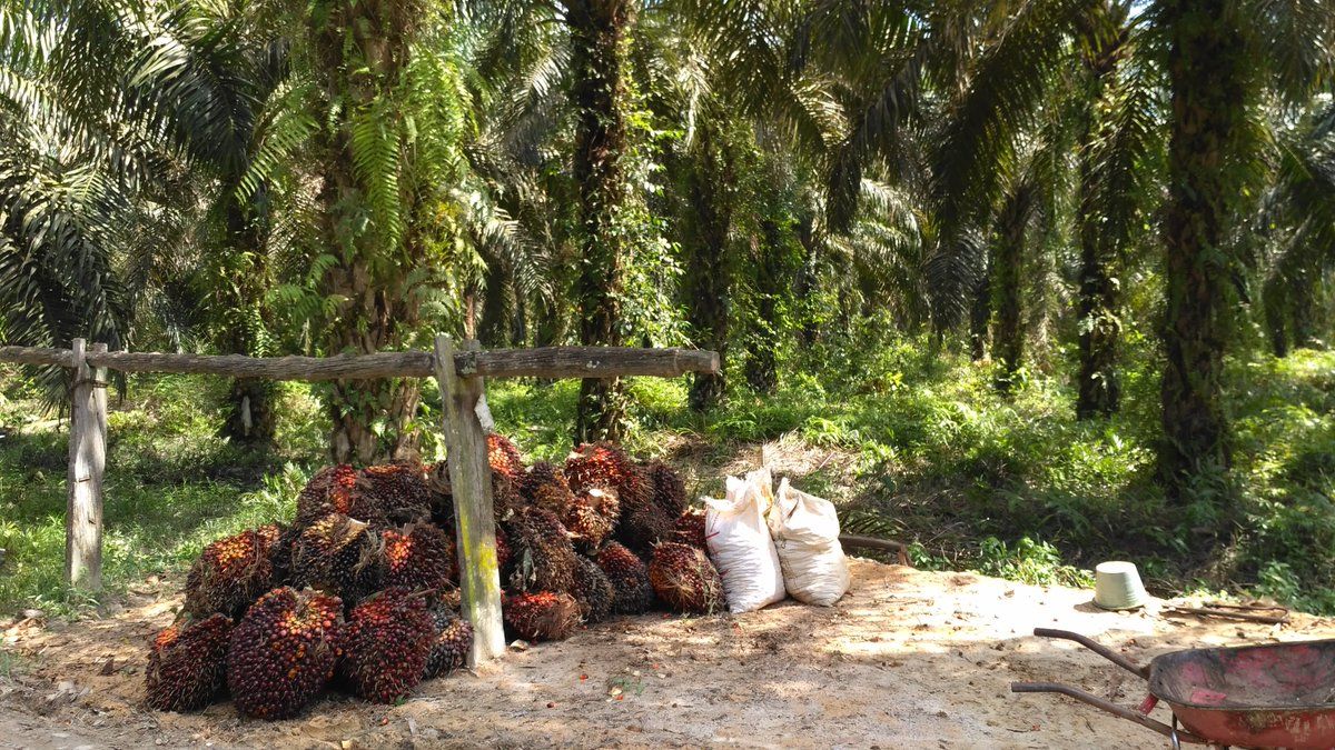 Smallholder farmers are key producers of tropical forest risk commodities. In our @elementascience paper, we ask: what challenges do zero deforestation commitments pose to Indonesian oil palm farmers & how can palm oil mills help overcome those barriers? doi.org/10.1525/elemen…