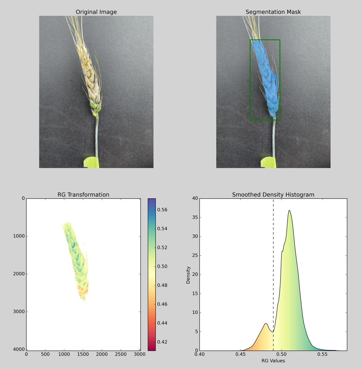 Riley McConachie (@rmccon16) on Twitter photo Very proud to announce our new publication in <a href="/plantphenomej/">The Plant Phenome Journal</a>! Huge thanks to my co-authors Helen Booker, <a href="/sulikjj/">John Sulik</a>, <a href="/MitraWheat/">Dr. Mitra Serajazari</a>, and <a href="/ConnorBelot/">Connor Belot</a>! We employ a new method to estimate FHB severity in wheat. <a href="/plantagguelph/">Plant Ag Guelph</a> doi.org/10.1002/ppj2.2… Very proud to announce our new publication in <a href="/plantphenomej/">The Plant Phenome Journal</a>! Huge thanks to my co-authors Helen Booker, <a href="/sulikjj/">John Sulik</a>, <a href="/MitraWheat/">Dr. Mitra Serajazari</a>, and <a href="/ConnorBelot/">Connor Belot</a>! We employ a new method to estimate FHB severity in wheat. <a href="/plantagguelph/">Plant Ag Guelph</a> doi.org/10.1002/ppj2.2…