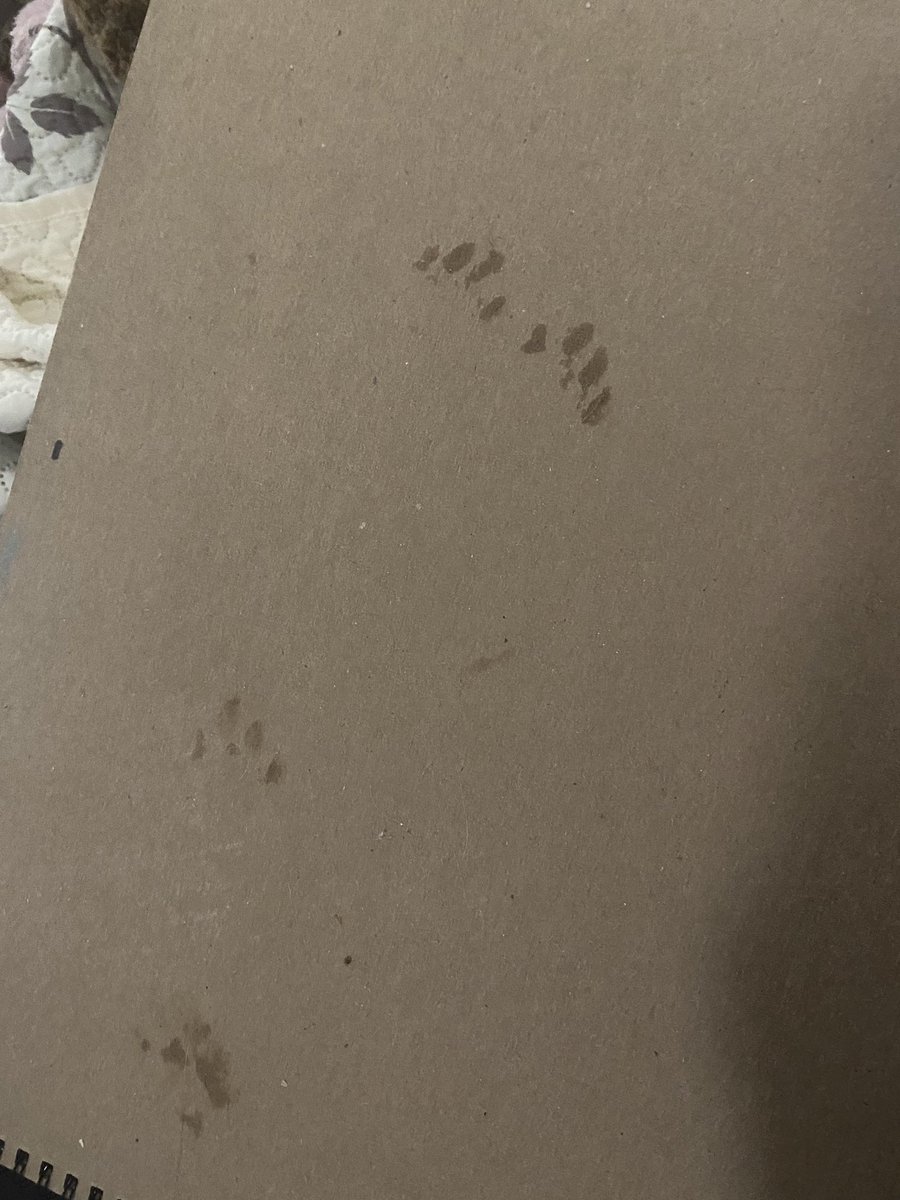 Paw prints on my sketchbook 

#cats