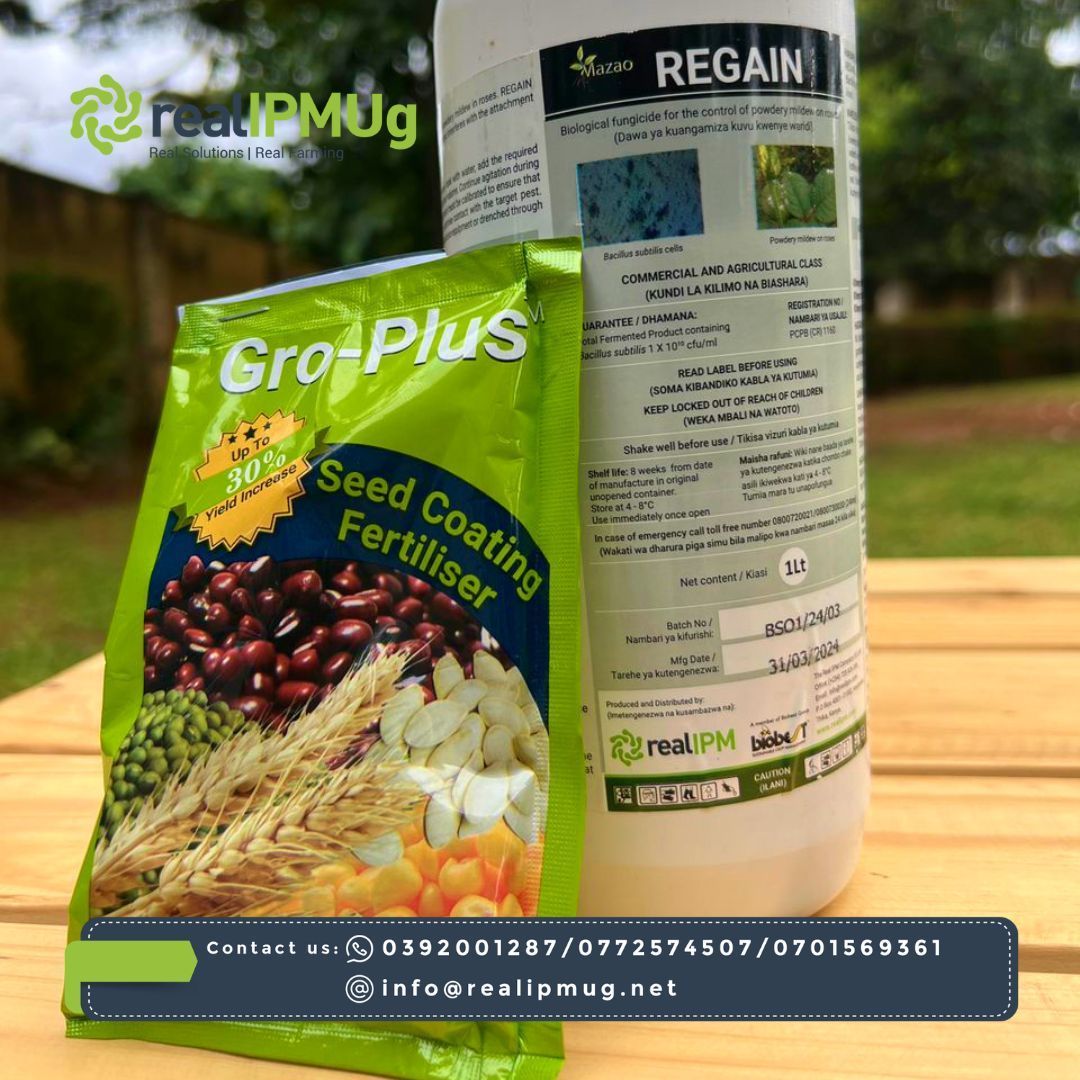 RealipmUG's tweet photo. Groplus and Regain, innovative products from Real IPM Uganda, empower farmers with sustainable solutions. Groplus, a nitrogen-free fertilizer, enhances soil fertility and microbial activity, promoting healthy plant growth and nutrient cycling for higher yields. https://t.co/HeSGEORLDs