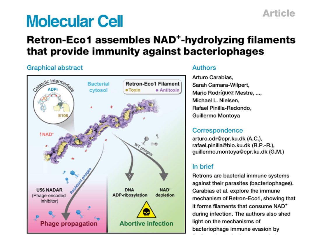🚀 Excited to share our latest paper dissecting #Retron-Eco1! Amazing collab with @g1_guillermo and @thenielsenlab labs. Huge congrats to all co-authors, especially @ArturoCarabias, @SarahCamara94, @pentamorfico — dream team! 🙌🎉 bit.ly/3WOlbsY