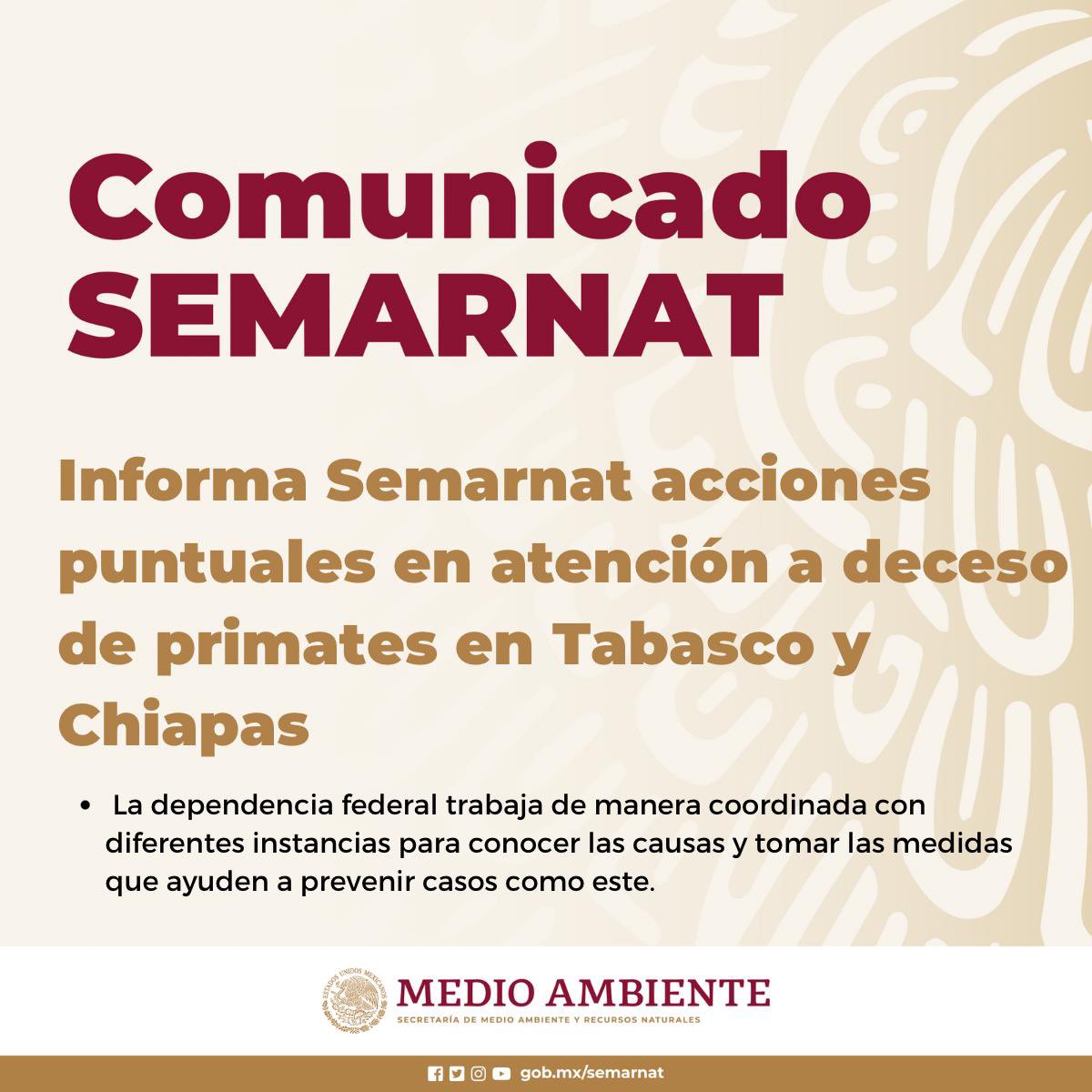 #COMUNICADO | La #Semarnat, junto con autoridades locales, instituciones académicas y la sociedad civil, sigue atendiendo de manera coordinada los protocolos zoosanitarios en Tabasco y Chiapas para determinar las causas de muerte de primates. Te contamos todo ➡️