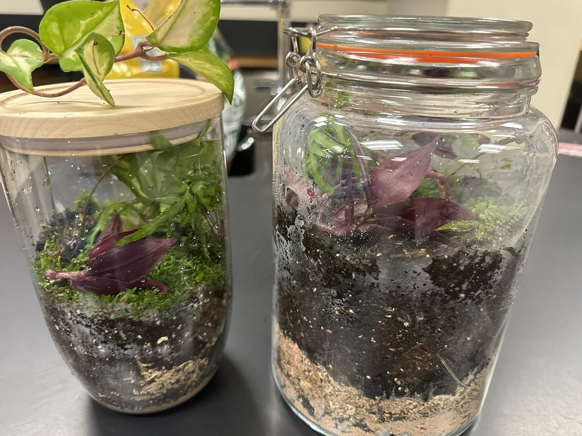 Our last PLC of the year our Biology team making mesocosms thank you <a href="/MrsCHolman/">Charleen Holman</a>!!!! 🐛with <a href="/Mrs_Degutis/">Susie Degutis</a> <a href="/KleinOak/">Klein Oak HS</a> <a href="/thomashensley/">Thomas Hensley</a>