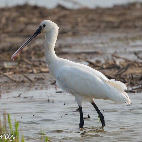 Thanks to Robert Coudray on @Flickr for this photo of a Spoonbill at @RSPBFrampton Two could be seen in the shallow waters outside the Visitor Centre today searching for fish and crustaceans. On a sunny day on the reserve there were 77 species sighted. @vikingoptical