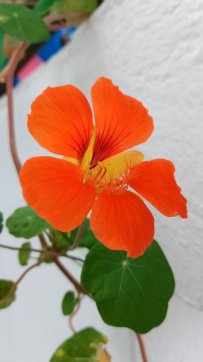 esclavasjerez's tweet photo. Nuestro #huertoescolar estos días está a tope de bonitas flores para que se beneficien los #polinizadores y plantas con frutos sembradas por y para el alumnado de EP...🦋🐝🌺🌿🍅
#ReparaMundi https://t.co/6xUO68plbL