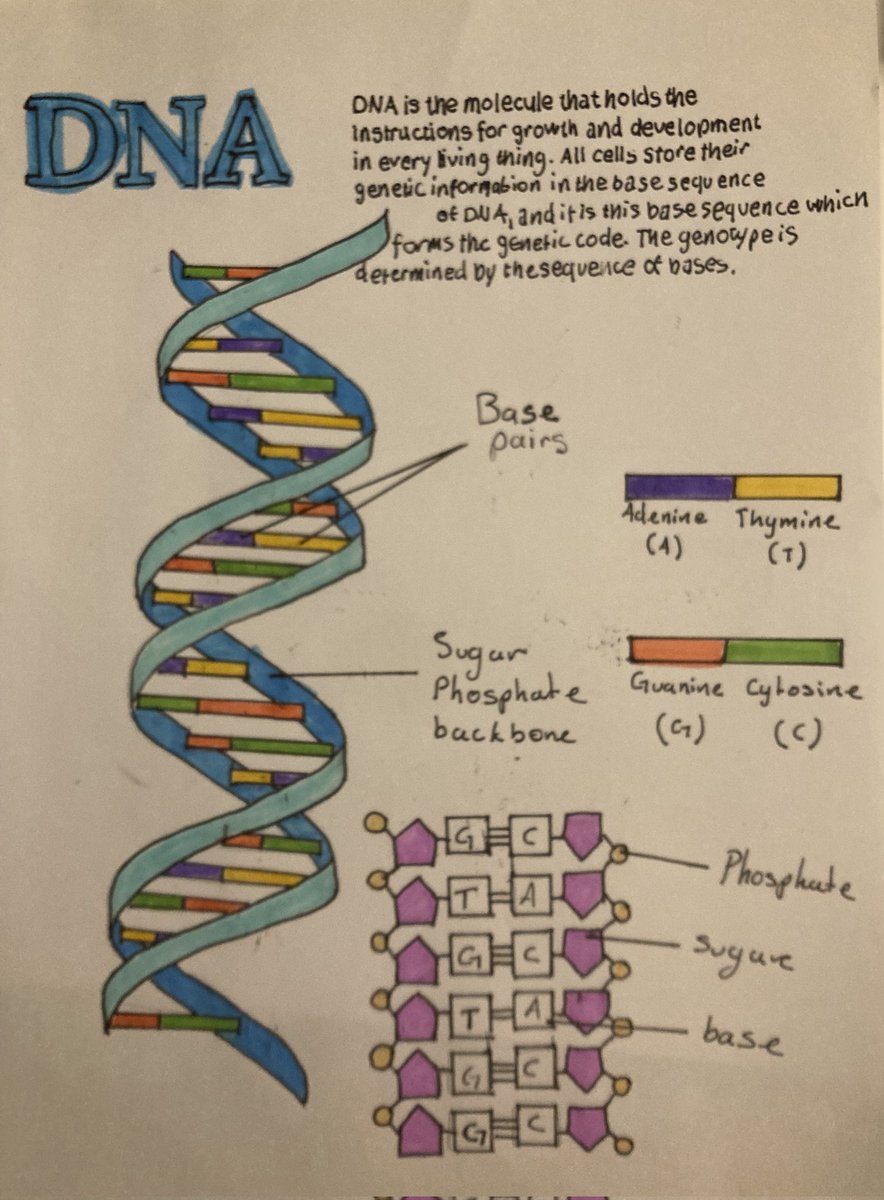 BiddenhamIntSch's tweet image. Star student shoutout to a year 9 student who nailed their science homework on DNA structure! Amazing work!￼￼ #StarStudent #ScienceHomework #DNA