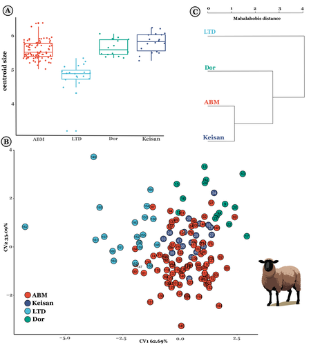 1/3 New recommendation: Harding, S. A., Hadjikoumis, A., Vermeersch, S. & Marom N. (2024). The contribution of Mediterranean connectivity to morphological variability in Iron Age sheep of the Eastern Mediterranean. biorxiv.org/content/10.110… #Archaeology @Angelos_Zooarch @Shyama_Ver
