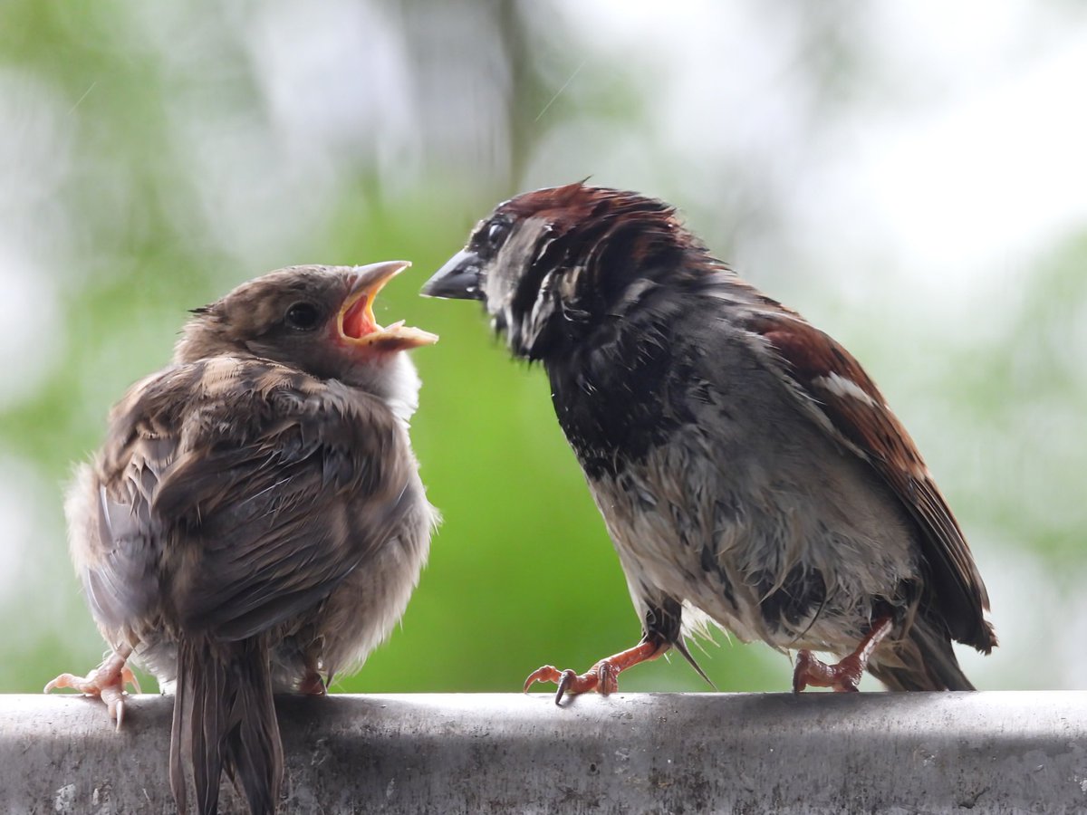 Back to the rain in Glasgow so not much walking, plus side was a nice visit by Mr Sparrow and a couple of kids earlier.